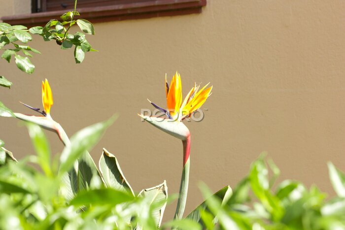 Papier peint  Royal strelitzia floraison printanière