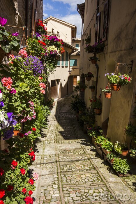 Papier peint  Ruelle escarpée avec des fleurs