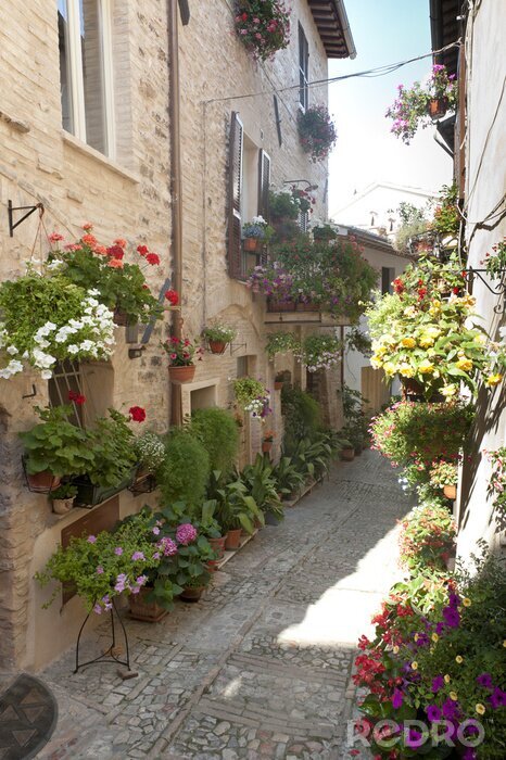 Papier peint  Ruelle étroite végétale