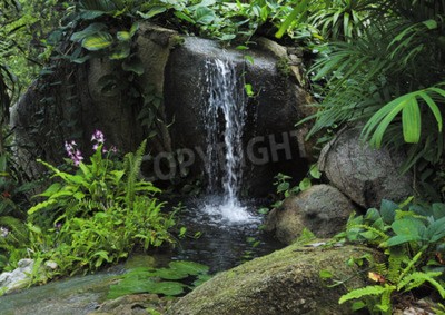 Papier peint  Ruisseau de la jungle