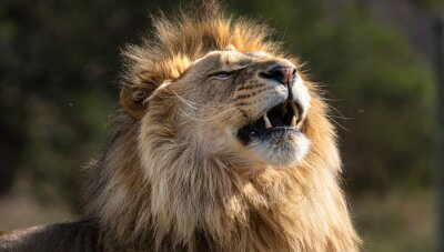 Papier peint  Safari lion sauvage rugissant