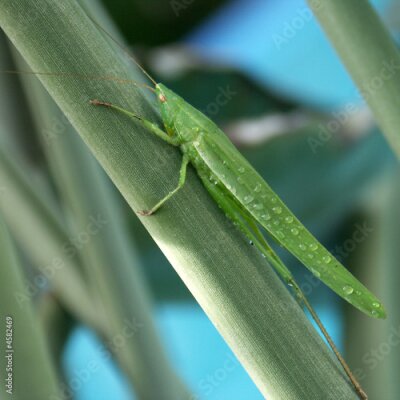 Papier peint  sauterelle verte sur tige de Strelitzia