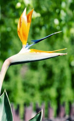 Papier peint  Scène naturelle saisonnière.