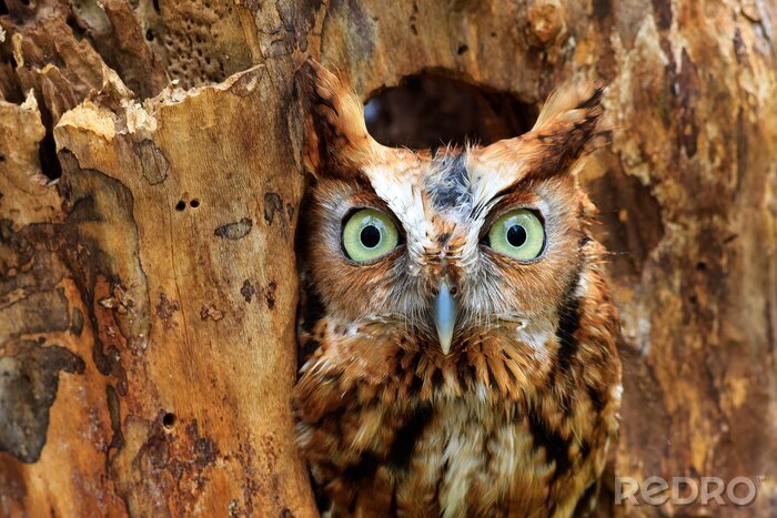 Papier peint  Screech Owl perché dans un trou dans un arbre