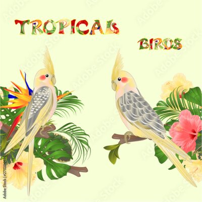 Papier peint  Seamless border  tropical birds Yellow cockatiels cute funny  parrots and tropical flowers  pink and yellow hibiscus and Strelitzia palm,philodendron and ficus vintage vector illustration  editable ha