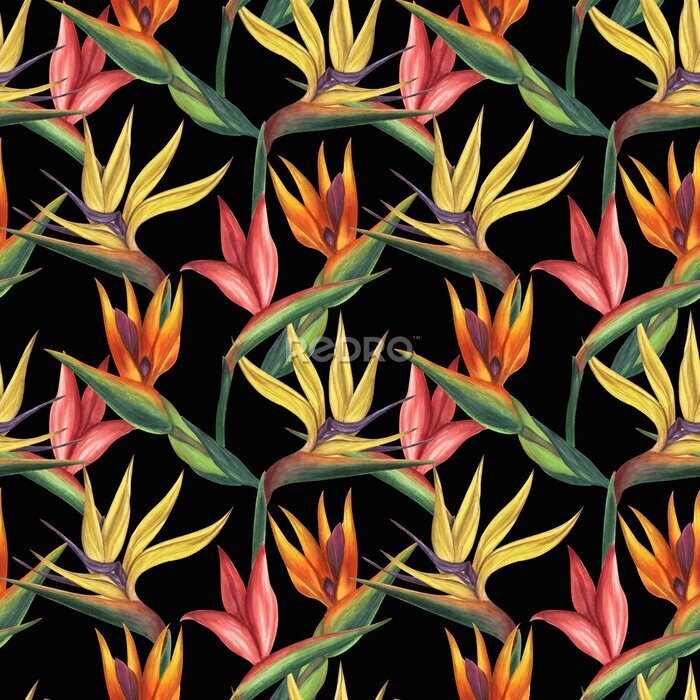 Papier peint  Seamless endless tropical pattern. Pink yellow orange strelitzia flower, bird of paradise. Hand-drawn watercolor illustration black background. For textiles, wrapping paper, wallpaper