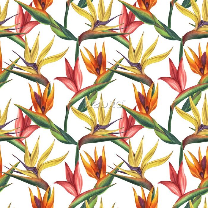 Papier peint  Seamless endless tropical pattern. Pink yellow orange strelitzia flower, bird of paradise. Hand-drawn watercolor illustration white background. For textiles, wrapping paper, wallpaper