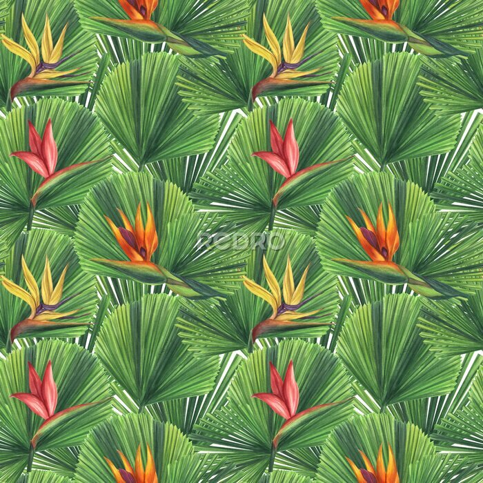 Papier peint  Seamless endless tropical pattern. Pink yellow orange strelitzia flower, bird of paradise, licuala leaf. Hand-drawn watercolor illustration white background. For textiles, wrapping paper, wallpaper