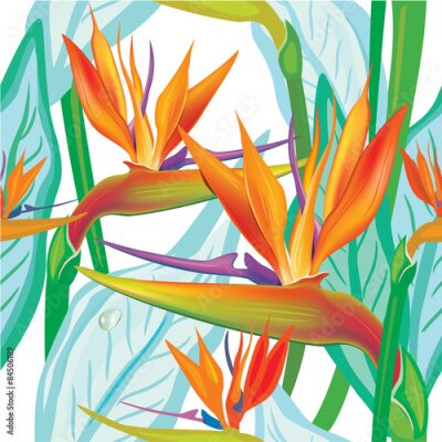 Papier peint  Seamless floral pattern avec Strelitzia sur blanc