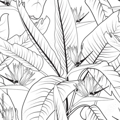 Papier peint  Seamless floral pattern with strelitzia or bird of paradise flowers. Black and white line art strelitzia background. Summer vector illustration.