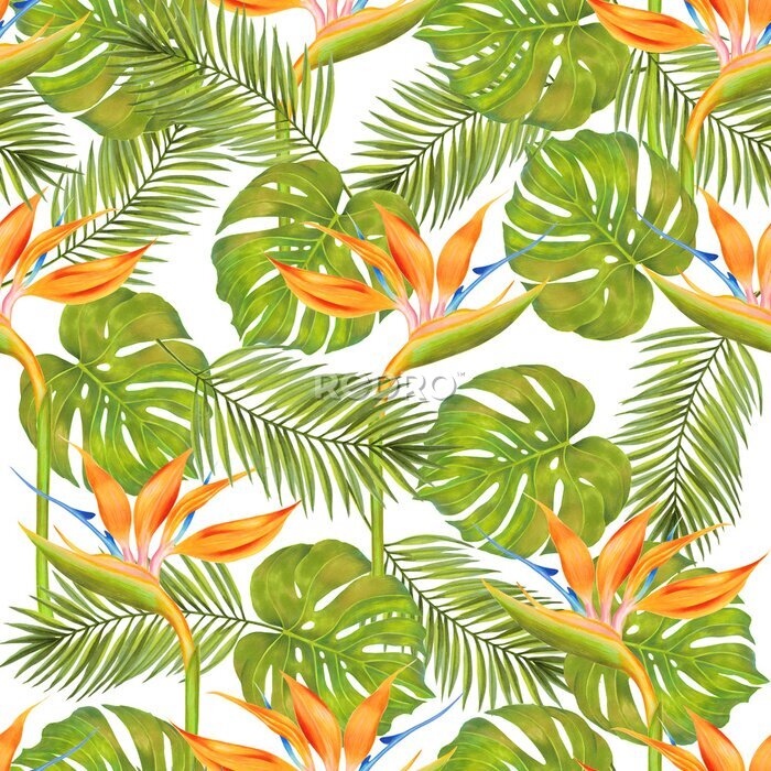 Papier peint  Seamless green  philodendron fern leaf, areca palm, strelitzia flower Hawaiian pattern. Natural simple background on white. Hand drawn leaves tropical pattern.