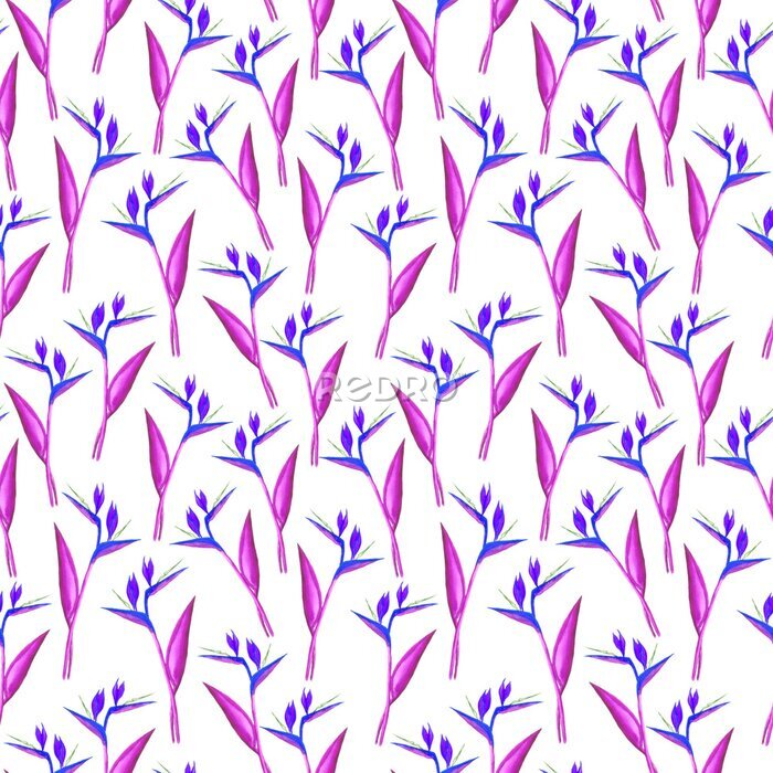 Papier peint  Seamless hand drawn strelitzia pattern. Strelitzia, bird of paradise, or crane lily. Design for textile, wallpapers, greeting cards, decoration. Pink and purple shades. Isolated on white background.