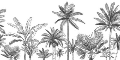 Papier peint  Seamless horizontal tropical background. Hand drawn palm trees, sketch exotic tropic jungle leaves and paradise palm tree vector wallpaper illustration. Exotic palm tree botanical, rainforest foliage
