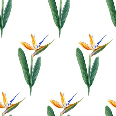 Papier peint  Seamless pattern, Bird of paradise flower, watercolor Strelitzia reginae, crane flower hand drawn botanical illustration isolated on white background, exotic tropical plant, branch Strelicia backdrop