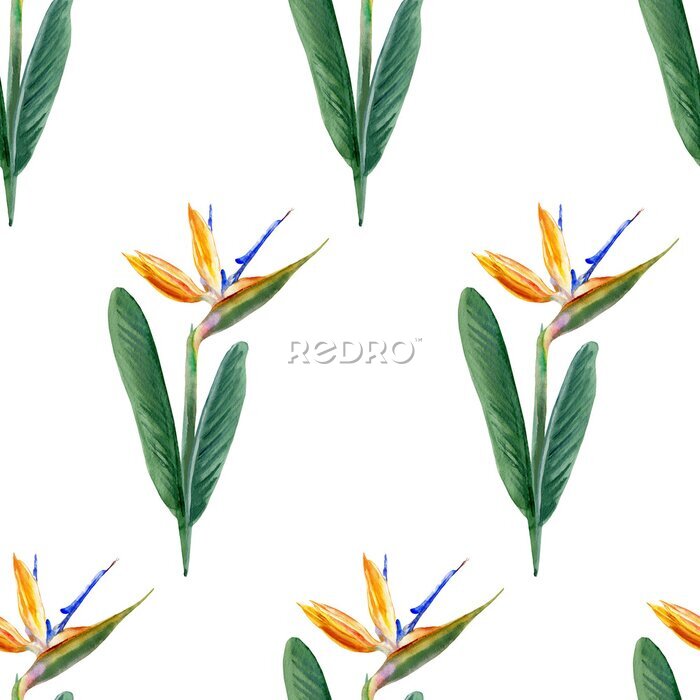 Papier peint  Seamless pattern, Bird of paradise flower, watercolor Strelitzia reginae, crane flower hand drawn botanical illustration isolated on white background, exotic tropical plant, branch Strelicia backdrop