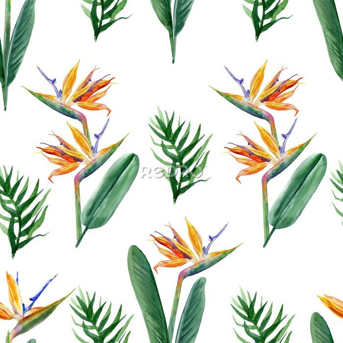 Papier peint  Seamless pattern, Bird of paradise flower, watercolor Strelitzia reginae, crane flower hand drawn botanical illustration isolated on white background, exotic tropical plant, branch Strelicia backdrop