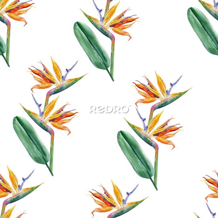 Papier peint  Seamless pattern, Bird of paradise flower, watercolor Strelitzia reginae, crane flower hand drawn botanical illustration isolated on white background, exotic tropical plant, branch Strelicia backdrop