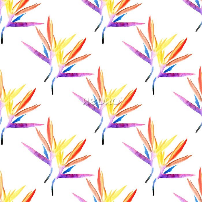 Papier peint  seamless pattern of multicolored strelitzia flower drawn in watercolor on a white background. tropical strelitzia bright flowers petals blue purple orange red yellow on a white background