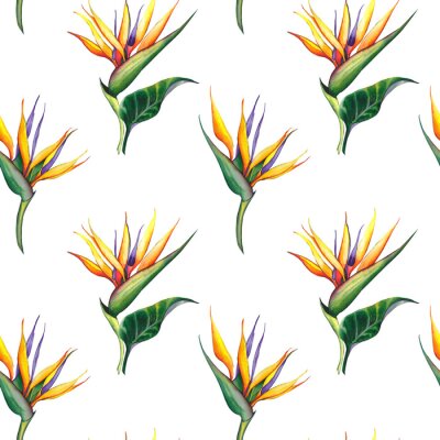 Papier peint  Seamless pattern with exotic Strelitzia reginae flowers. Watercolor illustration on white background.