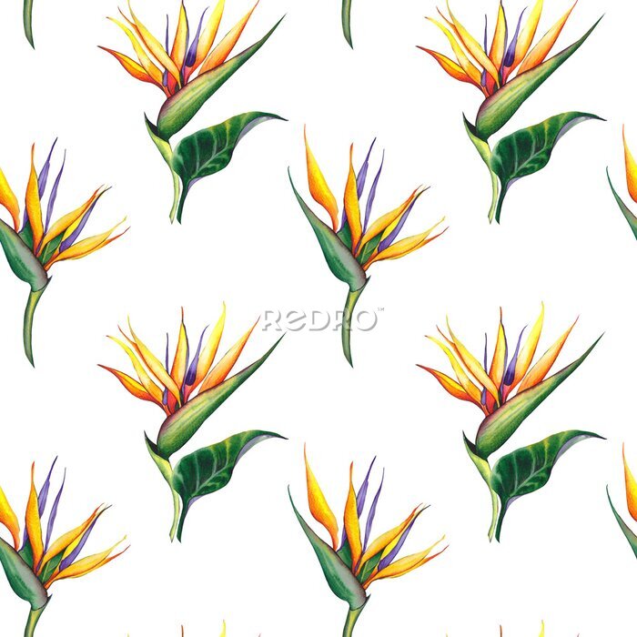 Papier peint  Seamless pattern with exotic Strelitzia reginae flowers. Watercolor illustration on white background.