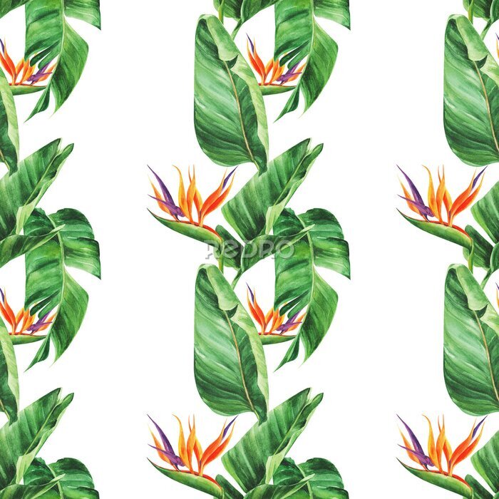 Papier peint  Seamless pattern with  tropical leaves, strelitzia on an isolated white background, watercolor jungle, botanical drawing.