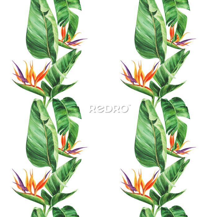 Papier peint  Seamless pattern with  tropical leaves, strelitzia on an isolated white background, watercolor jungle, botanical drawing.