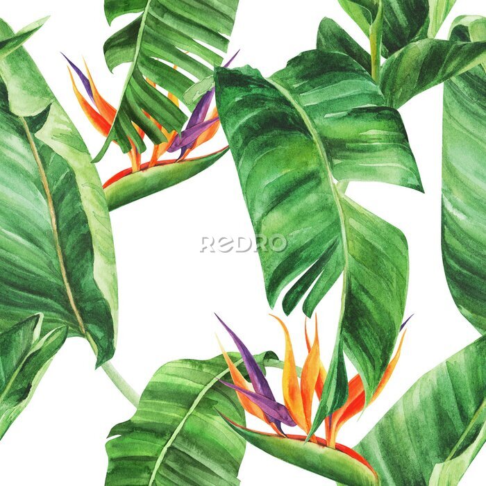 Papier peint  Seamless pattern with  tropical leaves, strelitzia on an isolated white background, watercolor jungle, botanical drawing.