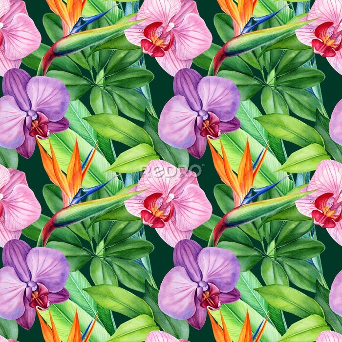 Papier peint  seamless patterns of tropical flowers orchids, strelitzia and green leaves, monstera, watercolor illustration, flora design