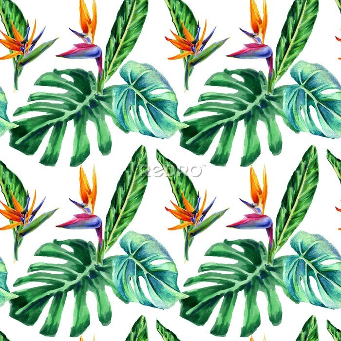 Papier peint  Seamless patterns with watercolor strelitzia flowers and exotic monstera leaves on a white background for textile wallpaper and gift wrapping.
