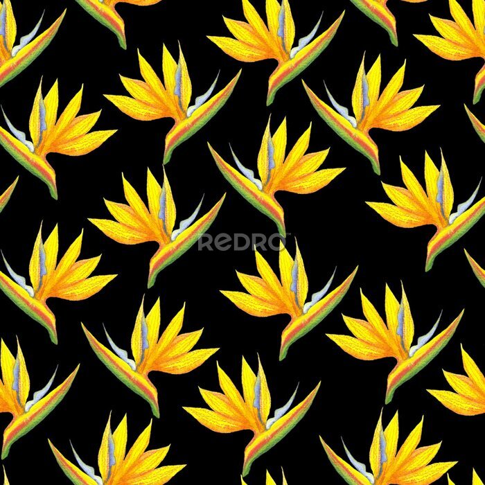 Papier peint  Seamless strelitzia flower pattern. Strelitzia, bird of paradise, or crane lily. Design for textile, wallpapers, greeting cards, decoration. Isolated on black background.