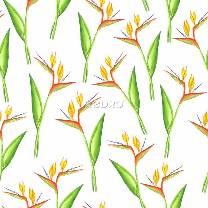 Papier peint  Seamless strelitzia pattern. Strelitzia, bird of paradise, or crane lily. Design for textile, wallpapers, greeting cards, decoration.