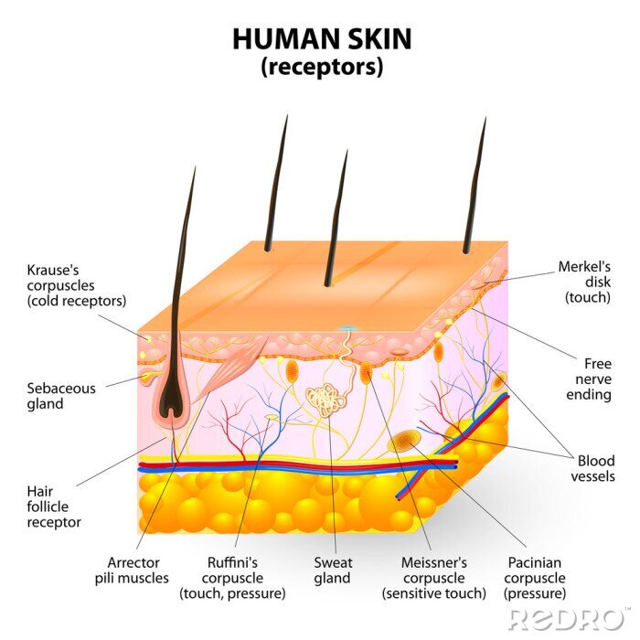 Papier peint  Section de vecteur de couche de peau humaine