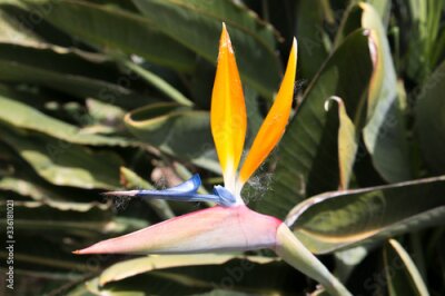 Papier peint  Seeds of Bird of Paradise (in german Strelitzien, Strelitzia or Paradiesvogelblume) Strelitzia reginae