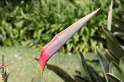 Papier peint  Seeds of Bird of Paradise (in german Strelitzien, Strelitzia or Paradiesvogelblume) Strelitzia reginae