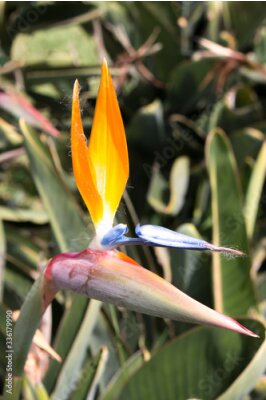 Papier peint  Seeds of Bird of Paradise (in german Strelitzien, Strelitzia or Paradiesvogelblume) Strelitzia reginae