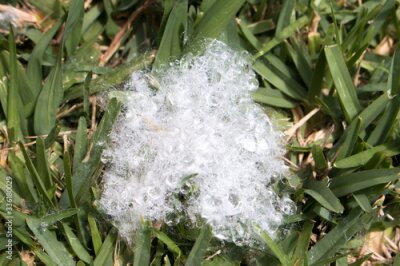 Papier peint  Seeds of Bird of Paradise (in german Strelitzien, Strelitzia or Paradiesvogelblume) Strelitzia reginae