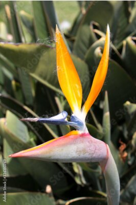 Papier peint  Seeds of Bird of Paradise (in german Strelitzien, Strelitzia or Paradiesvogelblume) Strelitzia reginae