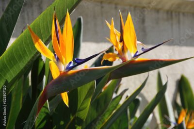 Papier peint  Selective focus close-up view of the blossom of a bird of paradise Strelitzia plant