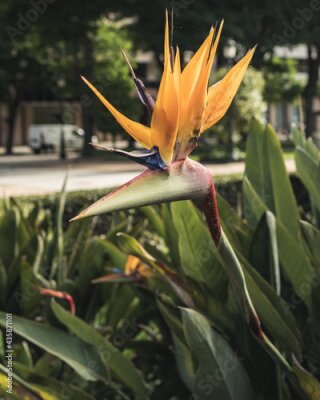 Papier peint  Selective focus of Strelitzia flowers blooming in a field near a road