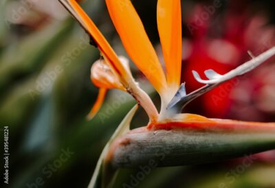 Papier peint  Selective focus shot of a strelitzia