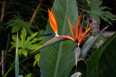 Papier peint  Selective of a wonderful Strelitzia flower
