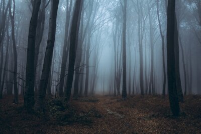 Sentier dans une forêt brumeuse