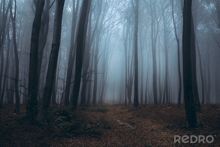Papier peint  Sentier dans une forêt brumeuse