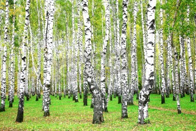 Papier peint  septembre birch grove