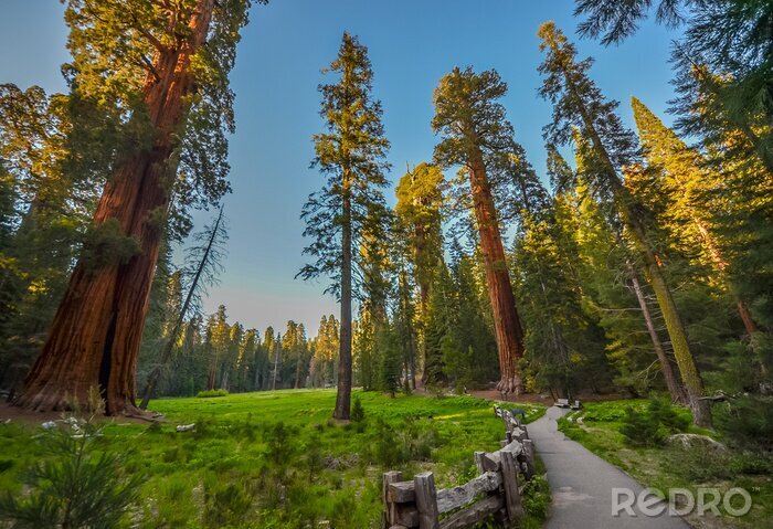 Papier peint  Sequoia national park, CA