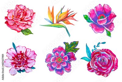 Papier peint  Set acril flowers strelitzia, anemone, peony, rose on white isolated background.