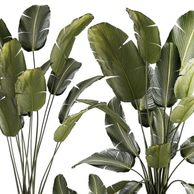 Papier peint   Set beautiful plant Strelitzia and Ravenala in a flower pot on a white background