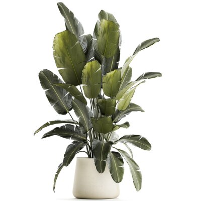 Papier peint   Set beautiful plant Strelitzia and Ravenala in a flower pot on a white background