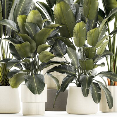 Papier peint   Set beautiful plant Strelitzia and Ravenala in a flower pot on a white background