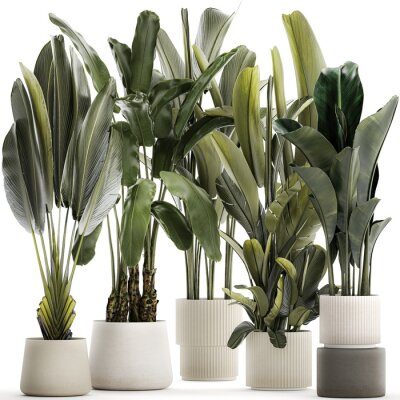 Papier peint  Set beautiful plant Strelitzia and Ravenala in a flower pot on a white background